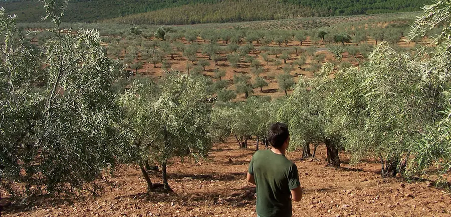 Our Olive Fields image